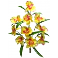 Орхидея ОРХ12