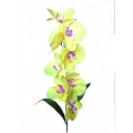Орхидея ВОРХ01